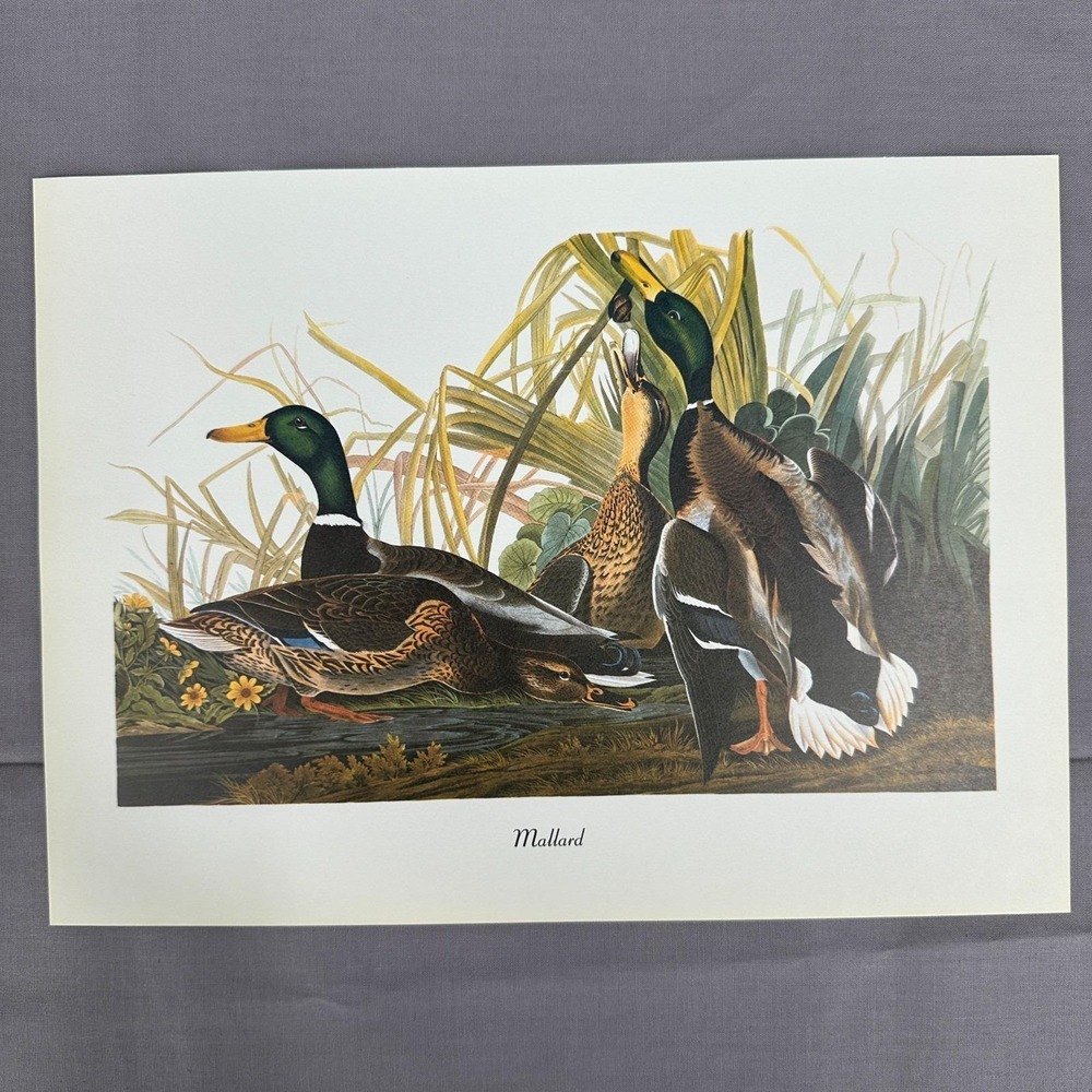 1950 Vintage Print Mallard Duck American Bird Art Illustration Audubon 11x8
